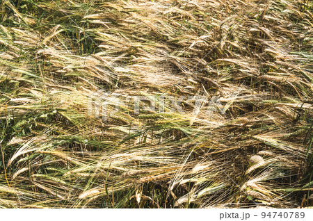 Background. Close-up top view of a field with mature rye. It's time to harvest. Background. Close-up top view of a field with mature rye. It's time to harvest. 94740789