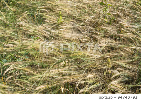 Background. Close-up top view of a field with mature rye and weeds. It's time to harvest. Background. Close-up top view of a field with mature rye and weeds. It's time to harvest. 94740793