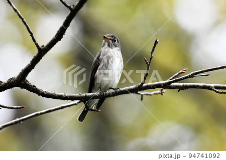 野尻高原大学村　別荘地の枝にとまるコサメビタキ 94741092