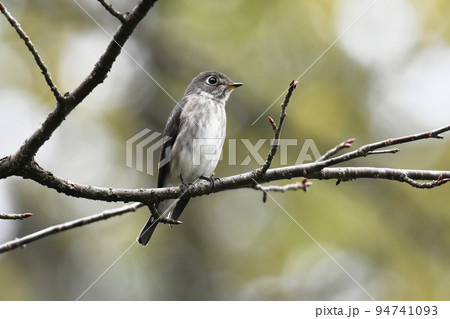 野尻高原大学村　別荘地の枝にとまるコサメビタキ 94741093