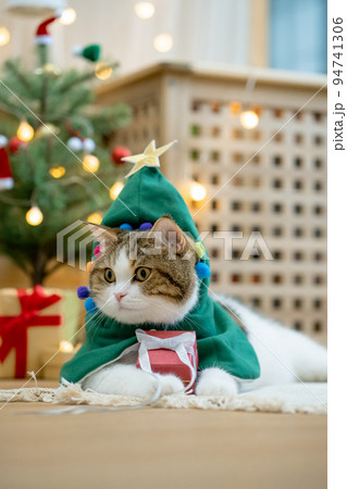 scottish tabby cat in christmas theme cloth during play with new year gift and christmas tree scottish tabby cat in christmas theme cloth during play with new year gift and christmas tree 94741306