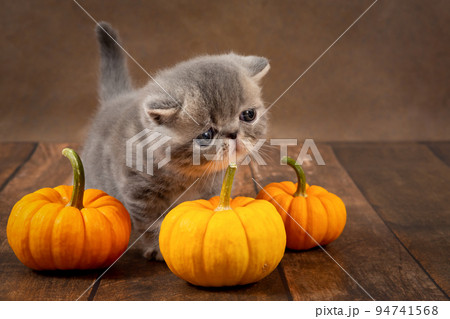 Funny kitten with orange pumpkins on a dark background. The concept of the Halloween holiday Funny kitten with orange pumpkins on a dark background. The concept of the Halloween holiday 94741568