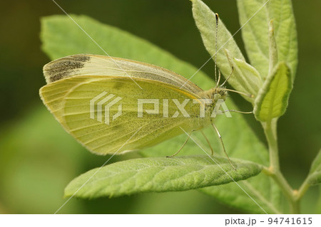 Closeup on a green-veined white, Pieris napi sitting with closed wings on a leaf 94741615