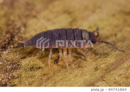 Closeup on a diseased purple coloring Common rough woodlouse, Porcellio scaber Closeup on a diseased purple coloring Common rough woodlouse, Porcellio scaber 94741664