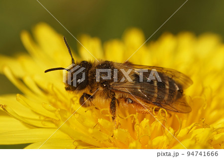 Closeup on a female yellow legged mining bee, Andrena flavipes sitting in yellow dandelion flower 94741666