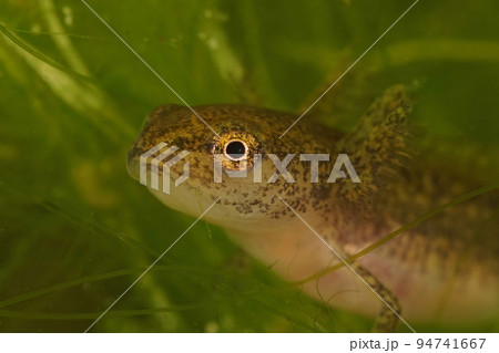 Closeup on an aquatic larvae with gills of the Carpathian newt, Lissotriton montandoni 94741667