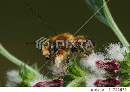 Closeup on a Willughby's leafcutter bee, Megachile willughbiella Closeup on a Willughby's leafcutter bee, Megachile willughbiella 94741676