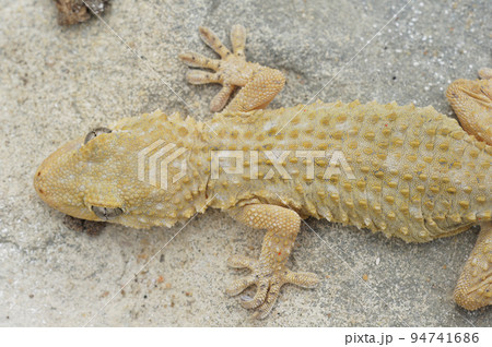 Closeup on a light colored adult European Common wall gecko, Tarentola mauritanica Closeup on a light colored adult European Common wall gecko, Tarentola mauritanica 94741686