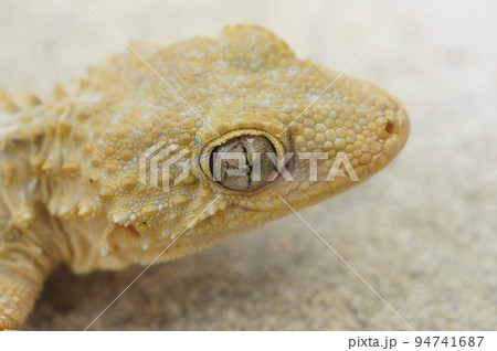 Closeup on a light colored adult European Common wall gecko, Tarentola mauritanica 94741687