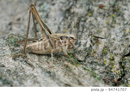 Detailed closeup on a the brown-spotted bush-cricket , Platycleis tessellata sitting on a piece of wood 94741707