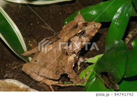Closeup on Gunther's Triangle Frog, Cornufer guentheri sitting on a leaf Closeup on Gunther's Triangle Frog, Cornufer guentheri sitting on a leaf 94741742