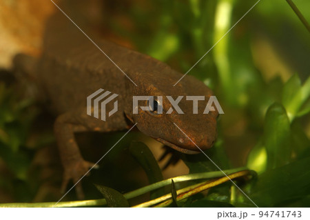 Closeup on an Asian Hongkong warty newt salamander, Paramesotriton hongkongensis Closeup on an Asian Hongkong warty newt salamander, Paramesotriton hongkongensis 94741743