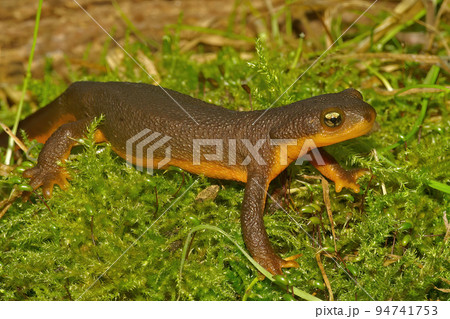 Closeup on a rough-skinned newt, Taricha granulosa sitting on green moss Closeup on a rough-skinned newt, Taricha granulosa sitting on green moss 94741753
