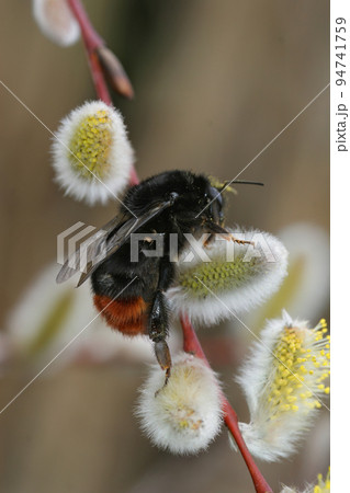 Colorful vertical closeup on a fluffy Red tailed bumblebee, Bombus lapidarius Colorful vertical closeup on a fluffy Red tailed bumblebee, Bombus lapidarius 94741759