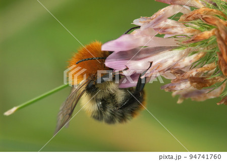 Closeup on the European common brown-banded bumble bee, Bombus pascuorum on a pink clover flower 94741760