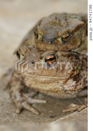 Closeup on a a couple of common European toad, Bufo bufo in copulation the garden Closeup on a a couple of common European toad, Bufo bufo in copulation the garden 94741786
