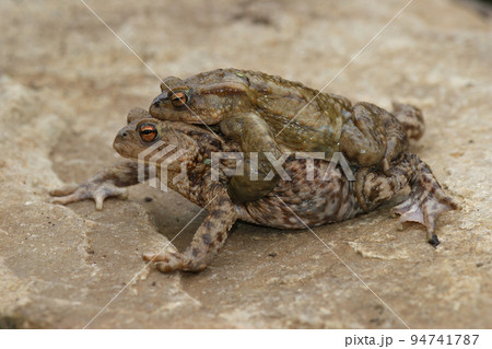 Closeup on a a couple of common European toad, Bufo bufo in copulation the garden Closeup on a a couple of common European toad, Bufo bufo in copulation the garden 94741787