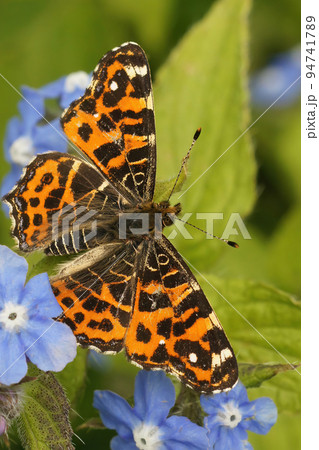 Vertical closeup on a colorful Map Butterfly, Araschnia levan with open wings 94741789
