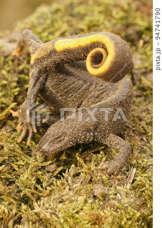 A female Italian crested newt, Triturus carnifex in anti-predator posure 94741790