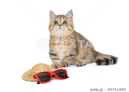 Scottish kitten and summer accessories Scottish kitten and summer accessories 94741990