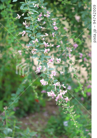 萩の花 萩の花 94742009