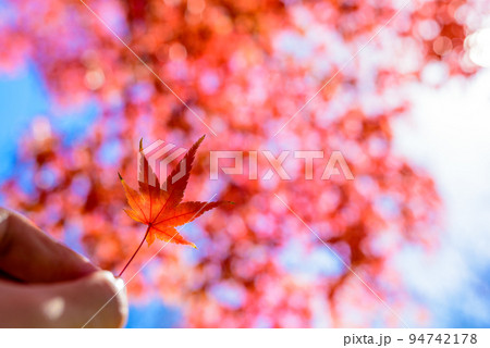 手に持った色づいたモミジを空と木にかざして 紅葉モミジの背景素材 秋イメージ 朝カラー 手に持った色づいたモミジを空と木にかざして 紅葉モミジの背景素材 秋イメージ 朝カラー 94742178