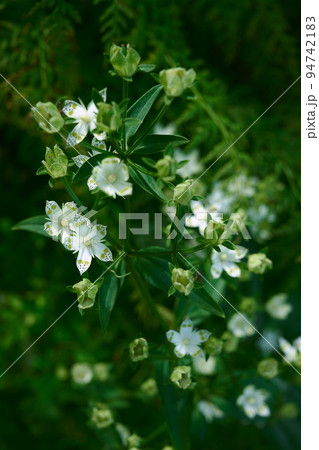 鈴鹿山脈の藤原岳で見つけたアケボノソウ 鈴鹿山脈の藤原岳で見つけたアケボノソウ 94742183