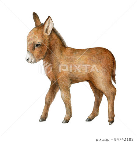Young donkey farm animal. Watercolor illustration. Hand drawn realistic baby donkey side view. Newborn farm cute animal. White background 94742185