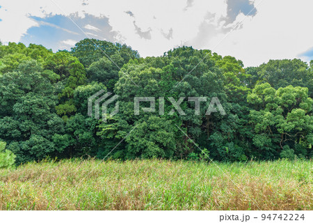 【世界遺産】市ノ山古墳（いちのやまこふん、市野山古墳）　惠我長野北陵　第19代允恭天皇陵 94742224