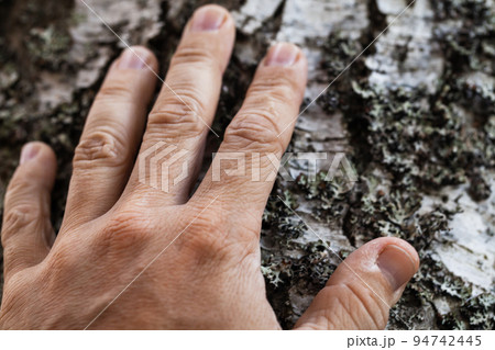 Male palm touching old birch bark, close up photo Male palm touching old birch bark, close up photo 94742445