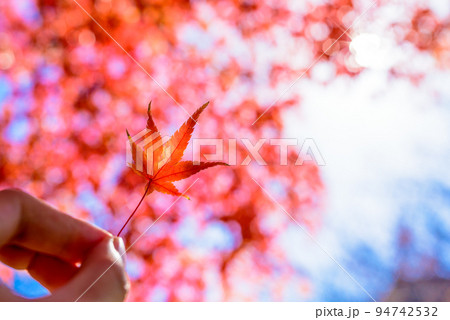 手に持った色づいたモミジを空と木にかざして 紅葉モミジの背景素材 秋 ...