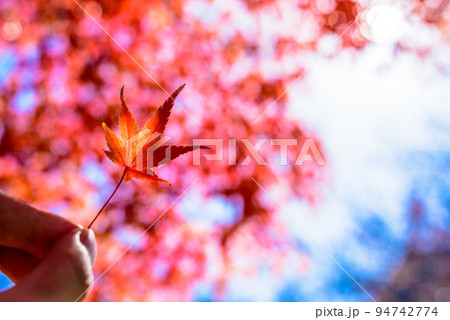 手に持った色づいたモミジを空と木にかざして 紅葉モミジの背景素材 秋イメージ 朝くっきり 手に持った色づいたモミジを空と木にかざして 紅葉モミジの背景素材 秋イメージ 朝くっきり 94742774
