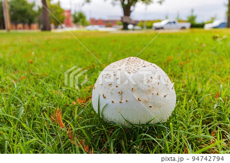 Close up shot of wild mushroom Close up shot of wild mushroom 94742794