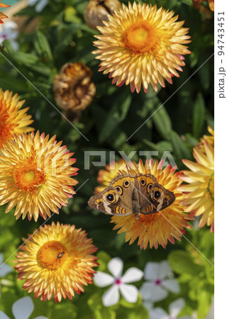 Beautiful macro of Common Buckeye - Junonia coenia collecting nectar from a Helichrysum bracteatum 94743451