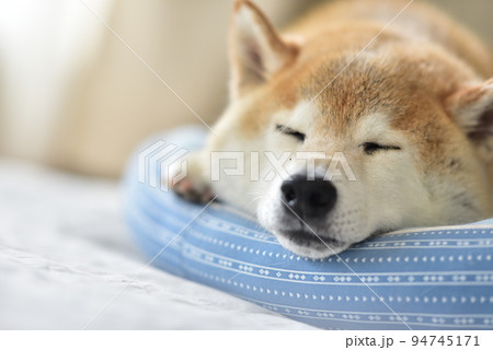 柴犬 柴犬 94745171