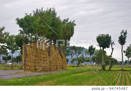 はさがけされたお米 はさがけされたお米 94745487