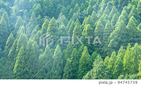 杉の木　 94745739