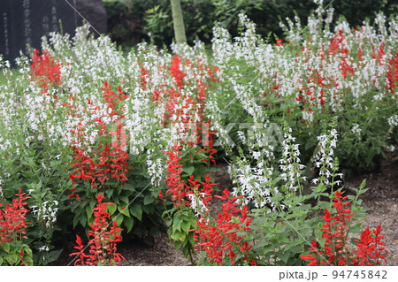 赤と白の花びらのサルビアの花の咲く花畑の風景 94745842