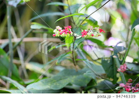 ゲンペイカズラの花 ゲンペイカズラの花 94746339