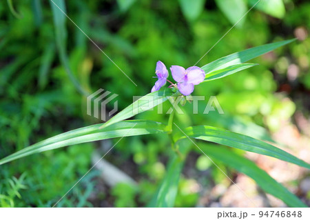 ムラサキツユクサの花 94746848