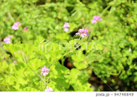 ローズゼラニウムの花 ローズゼラニウムの花 94746849
