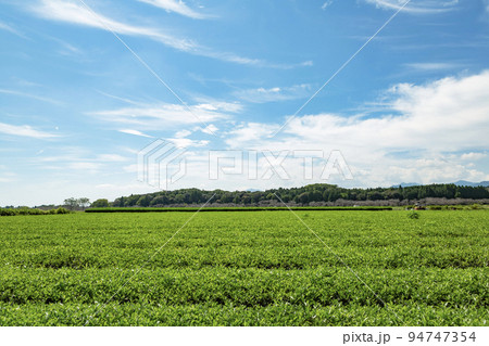 お茶畑　西都市 94747354