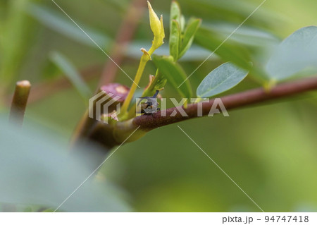 Close-up photo of a small insect In the backyard in Bangkok Thailand, perched on a leaf, selective focus. green blur background. Position it in the center of the image to crop it to compose the shot. 94747418