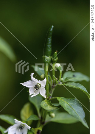 White chili flower with green pepper also attached to the pole and petiole in the garden. Green blur background. Selective focus. White chili flower with green pepper also attached to the pole and petiole in the garden. Green blur background. Selective focus. 94747419
