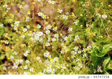 ジャーマンカモミールの花 ジャーマンカモミールの花 94747558