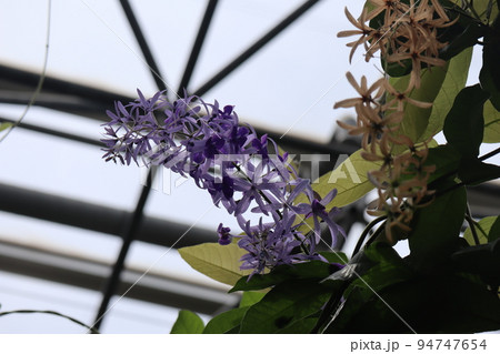 紫の花びらのペトレアヴォルビリスの花が咲く温室の風景 94747654