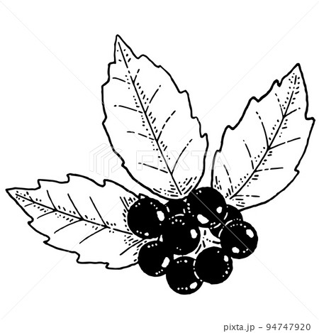 モノクロのヒイラギ クリスマス素材 94747920