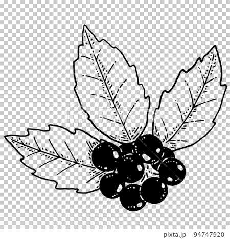 モノクロのヒイラギ クリスマス素材 94747920