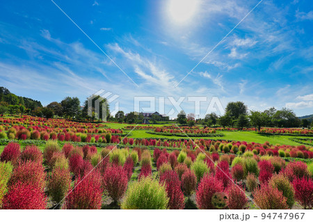 ゆにガーデン 眼前に広がるコキア ゆにガーデン 眼前に広がるコキア 94747967