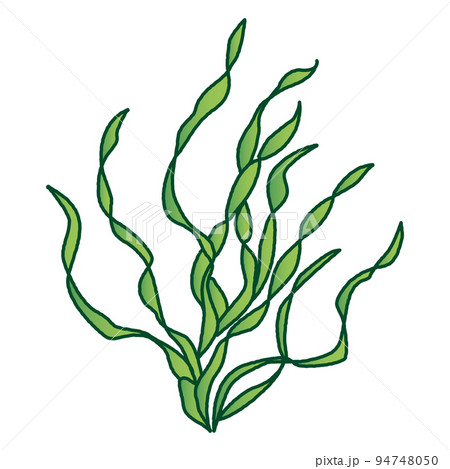 aquatic plants drawing